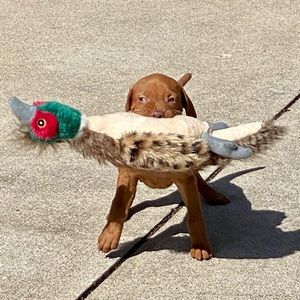 Meet your Posher, Renee